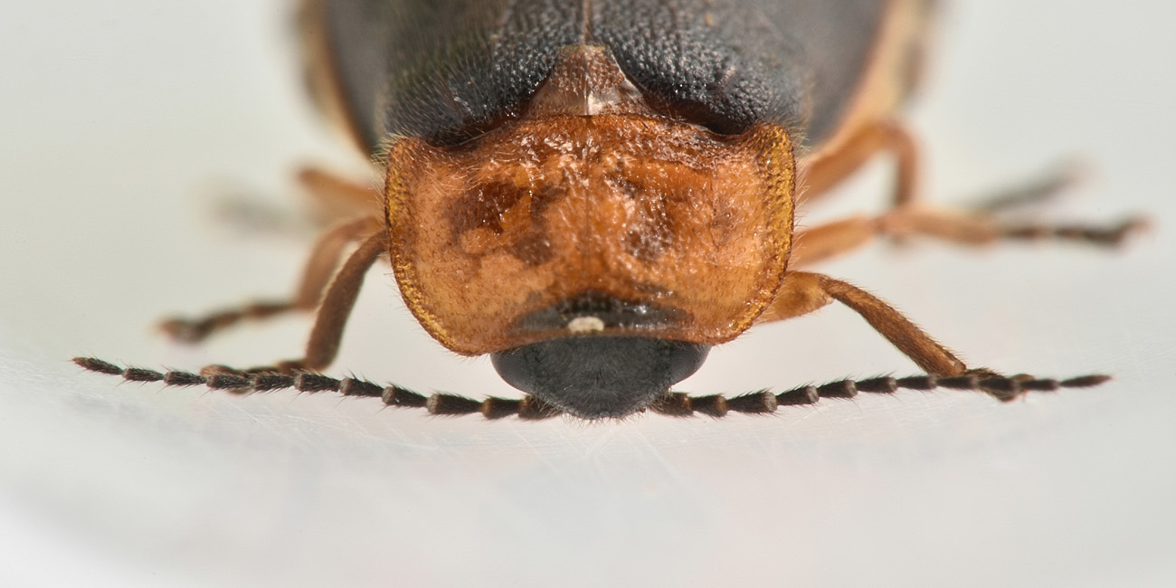 Lampyridae: femmina di Luciola lusitanica, ora L. pedemontana